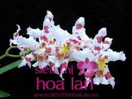 Tìm hiểu về hoa địa lan Cẩm Tố tim hieu ve hoa dia lan cam to 4