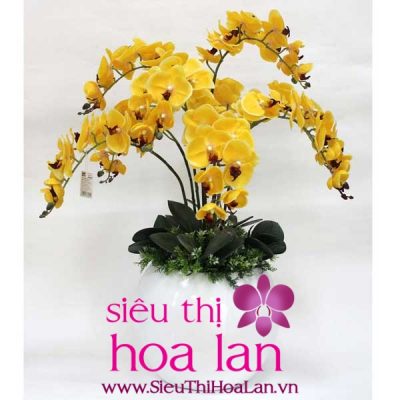 Bạn biết gì về loài hoa lan hồ điệp kim ngân chưa? ban biet gi ve lan ho diep kim ngan chua 3