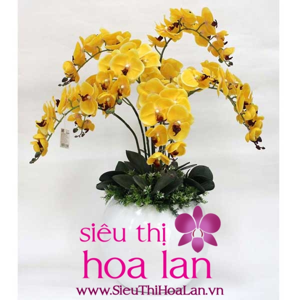 Bạn biết gì về loài hoa lan hồ điệp kim ngân chưa? ban biet gi ve lan ho diep kim ngan chua 3