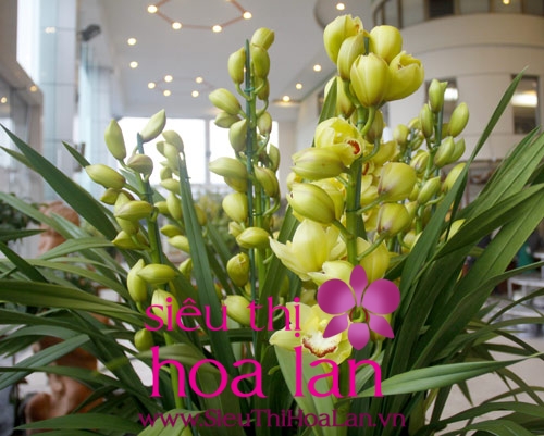 Bạn biết hoa địa lan để được bao lâu? ban biet hoa dia lan de duoc bao lau 1