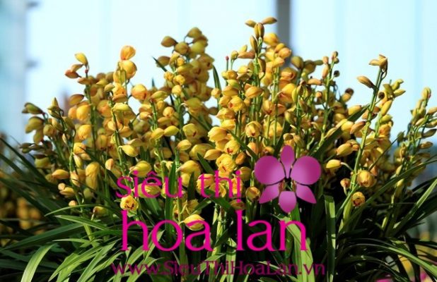 ban hoa dia lan o ha noi duoc rat nhieu nguoi san lung 1