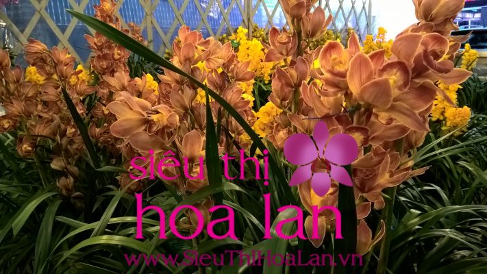 ban hoa dia lan o ha noi duoc rat nhieu nguoi san lung 3