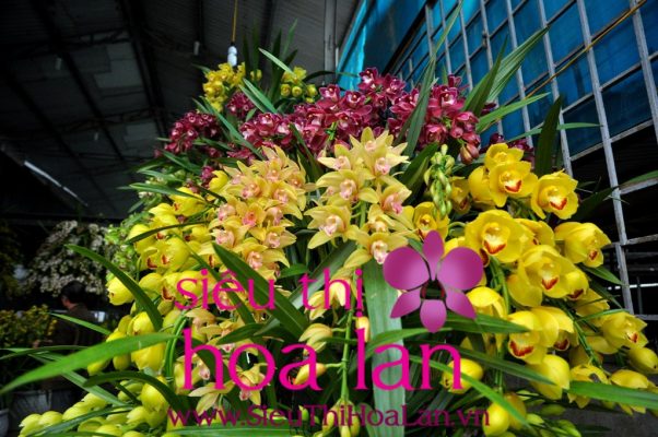 ban hoa dia lan o ha noi duoc rat nhieu nguoi san lung 4