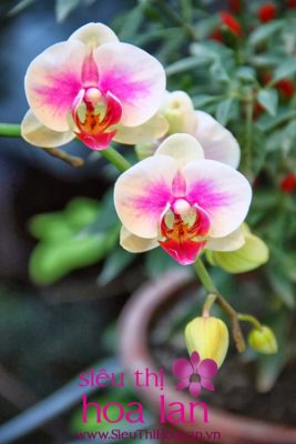 bat mi ve nhung loai dia lan dat nhat 1