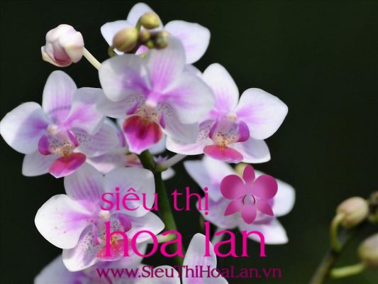 bat mi ve nhung loai dia lan dat nhat 3