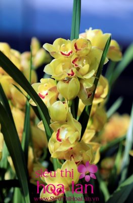 bi mat hoa dia lan la gi 1