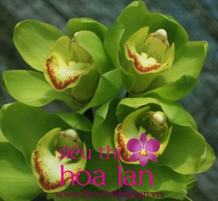 bi mat hoa dia lan la gi 3