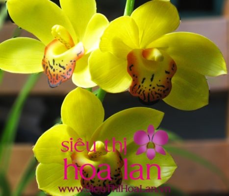 bi mat hoa dia lan la gi 4