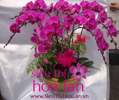 bi quyet mua lan ho diep gia re ha noi 1