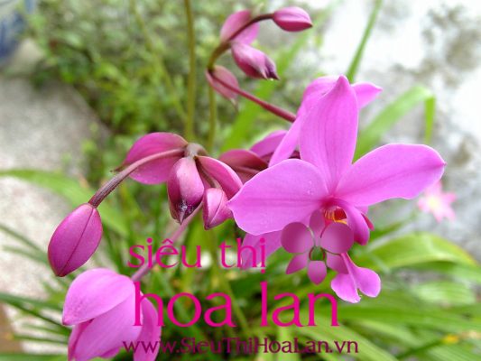 Bí quyết mua Lan Hồ điệp giá rẻ Hà Nội bi quyet mua lan ho diep gia re ha noi 3