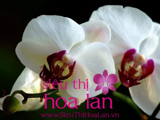 Bí quyết mua Lan Hồ điệp giá rẻ Hà Nội bi quyet mua lan ho diep gia re ha noi 4