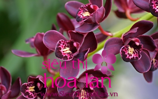 cac giong hoa dia lan dep nhat ma ban nen biet 1