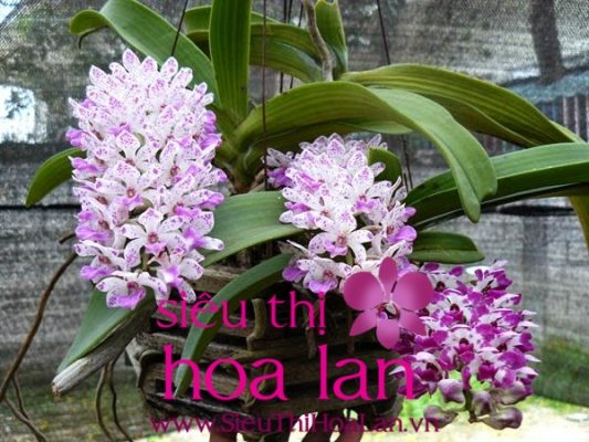 Các giống hoa địa lan đẹp nhất mà bạn nên tìm hiểu cac giong hoa dia lan dep nhat ma ban nen biet 3