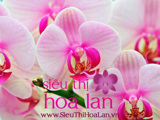 Các giống hoa địa lan đẹp nhất mà bạn nên tìm hiểu cac giong hoa dia lan dep nhat ma ban nen biet 4