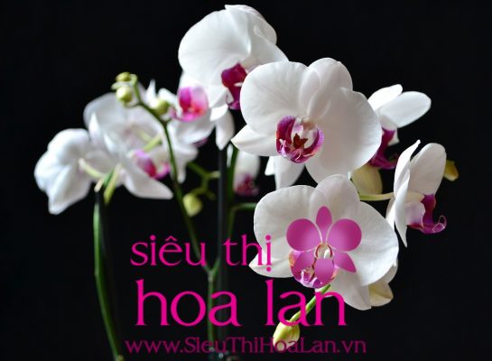 Cách chăm sóc để lan hồ điệp ra nụ và nở hoa đúng thời điểm cach cham soc de lan ho diep ra nu va ra hoa 1