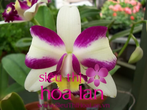 Cách chọn chậu hoa địa lan đẹp cach chon chau hoa dia lan dep 2