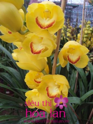 cach chon chau hoa dia lan dep 3