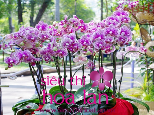 cach phan biet giong lan dai loan 1