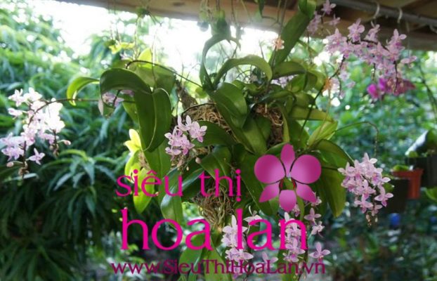 cach phan biet giong lan dai loan 3