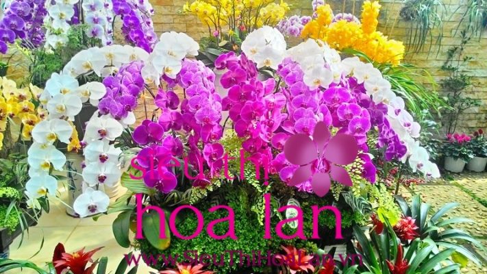 cach phan biet giong lan dai loan 4