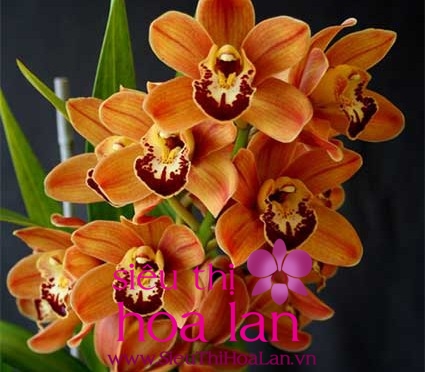 Cách trồng địa lan đất mà bạn nên tìm hiểu cach trong dia lan dat ma ban nen tim hieu 1