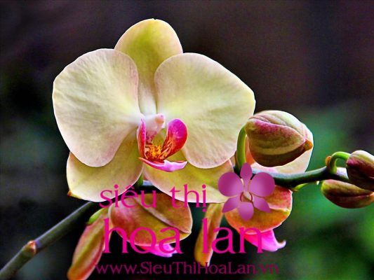 Cách trồng hoa lan hồ điệp sau tết cần biết cach trong hoa lan ho diep sau tet can biet 1