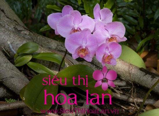 Cách chăm sóc lan hồ điệp khi ra hoa bạn đã biết cách hay chưa cham soc lan ho diep khi ra hoa ban da biet hay chua 1