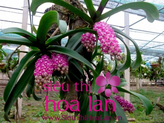 co may laoi hoa lan ho diep 1