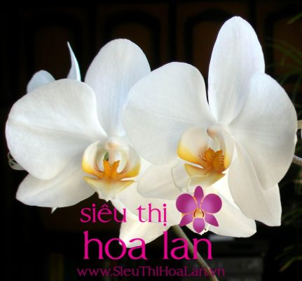 co may laoi hoa lan ho diep 3