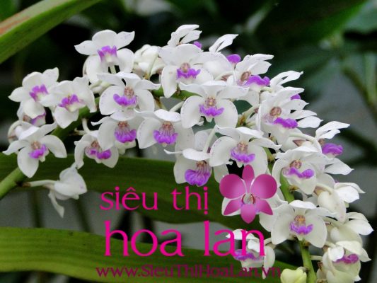 Có mấy loại hoa lan Hồ Điệp? co may laoi hoa lan ho diep 4