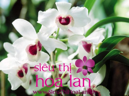 Dân tình săn lùng lan hồ điệp khuyến mãi dịp Tết dan tinh san lung lan ho diep khuyen mai dip tet 4