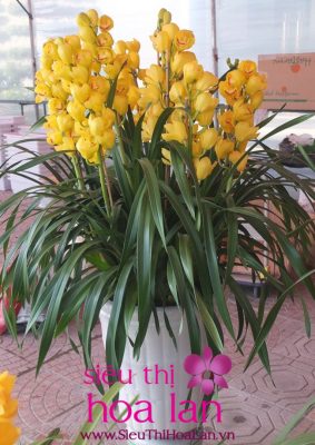 dia chi ban hoa dia lan ha noi uy tin 1 1