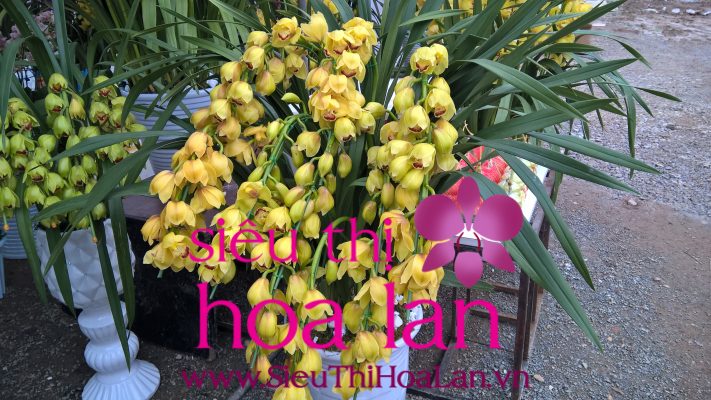 dia chi ban hoa dia lan ha noi uy tin 4