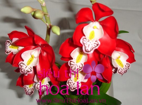 dia chi ban hoa dia lan tai ha noi uy tin 1