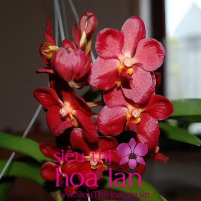 Địa chỉ bán hoa địa lan tại Hà Nội uy tín? dia chi ban hoa dia lan tai ha noi uy tin 3