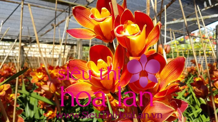 dia lan da lat vua dep vua co gia ca hop li 1