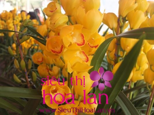 dia lan da lat vua dep vua co gia ca hop li 3