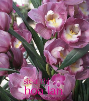 dia lan da lat vua dep vua co gia ca hop li 4