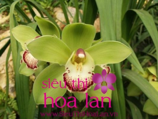 dia lan dai mac thu choi tao nha ngay xuan 1