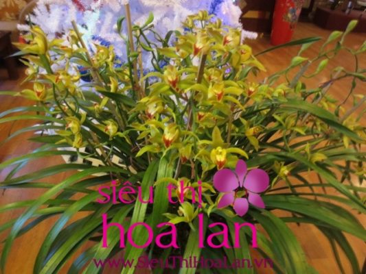 Địa lan đại mặc-thú chơi tao nhã ngày xuân dia lan dai mac thu choi tao nha ngay xuan 3 1