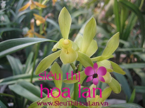 dia lan dai thanh su hap dan den tu thien nhien 1