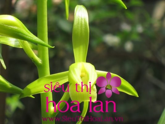 Địa lan đại thanh sự hấp dẫn đến từ thiên nhiên dia lan dai thanh su hap dan den tu thien nhien 3