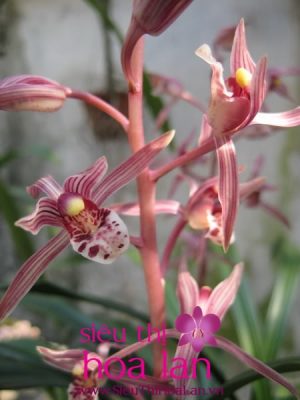 dia lan dao co ban da biet gi ve loai lan nay chua 1