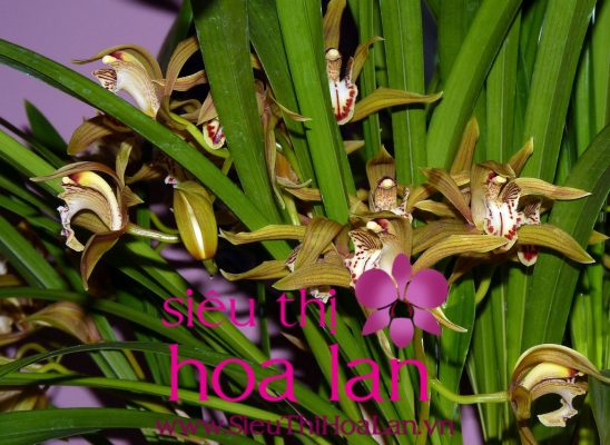 diem thu hut dia lan gia bao nhieu thi dac biet 1