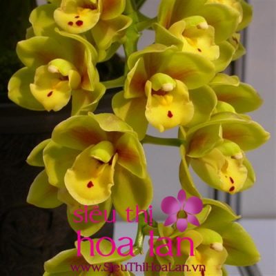 Điểm thu hút địa lan giá bao nhiêu thì đặc biệt diem thu hut dia lan gia bao nhieu thi dac biet 3