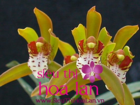 Điểm thu hút địa lan giá bao nhiêu thì đặc biệt diem thu hut dia lan gia bao nhieu thi dac biet 4