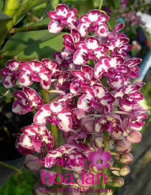 hoa dia lan gia bao nhieu 3