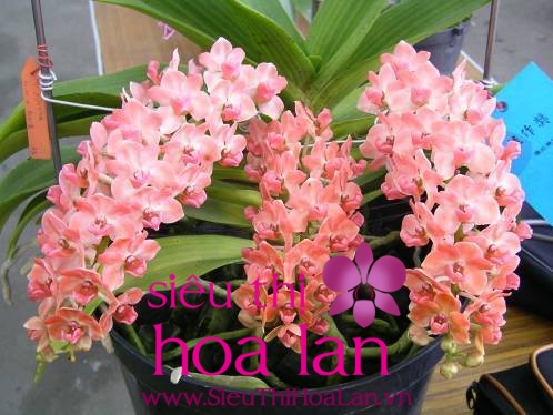 hoa dia lan gia bao nhieu 4