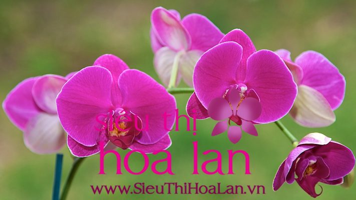hoa lan ho diep ten khoa hoc la gi 1