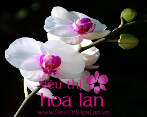 hoa lan ho diep ten khoa hoc la gi 3